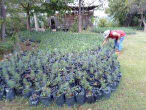 Getting ready for another public reforestation jou