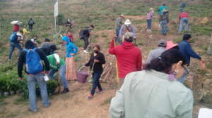 ... and reforestation in action