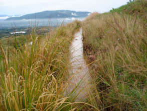 Trenches with Vetiver