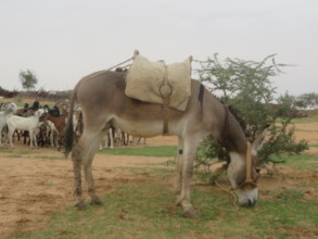 A simple Donkey means more women can be reached