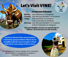Livestream schedule