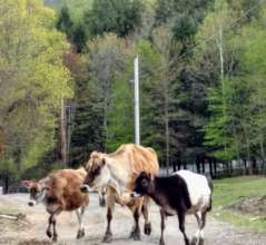 Gemini, Autumn, and Shasta