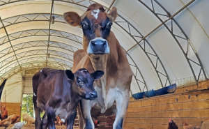 Autumn and Moka