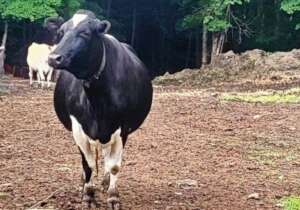 Bella Bovine