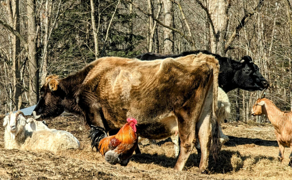 false spring in "the commons"