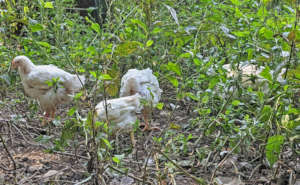 Recently rescued chickens