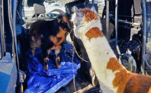 Domino greeting one of the new goats