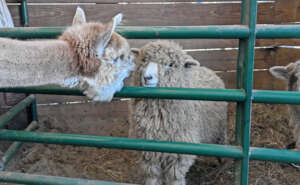 Max greeting the new sheep