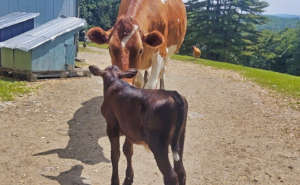 Mooton and Moka