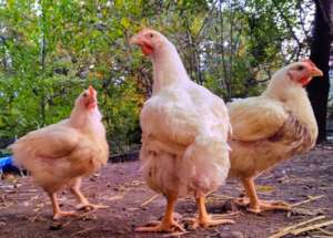 Kaporos survivors on their 1st day outside