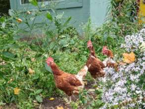 Hens from egg facility on their 1st day outside