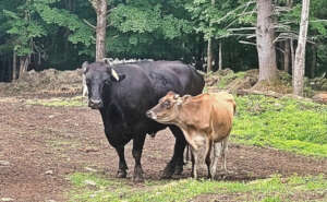 Ferdinand and Ozzie
