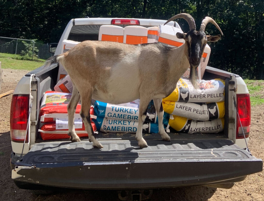 Feed the Change for Farmed Animals