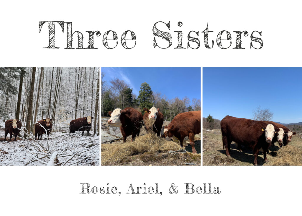 Rosie, Ariel, and Bella