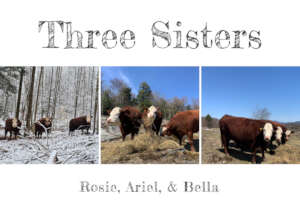 Rosie, Ariel, and Bella