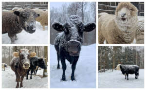 Scenes from a recent snow day