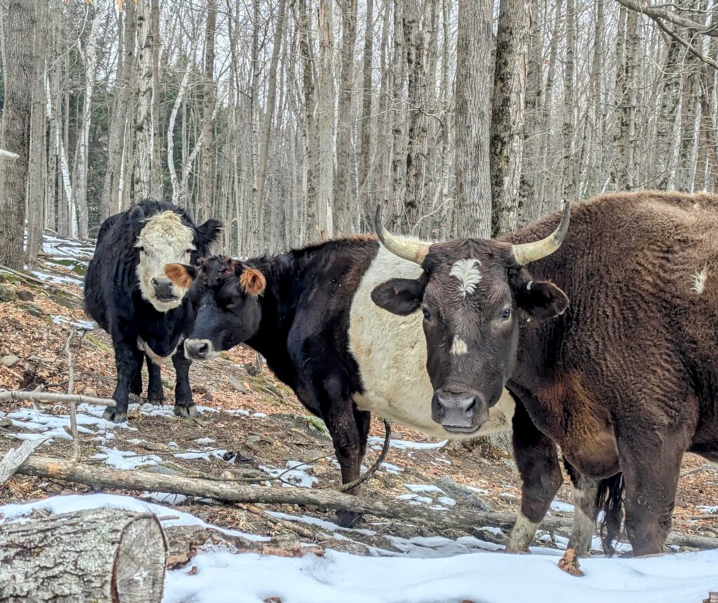 Feed the Change for Farmed Animals