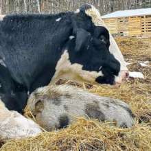 "Cuddle buddies" Jasper the cow and Val the pig