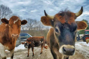 Gemini, Mooton, and Splash