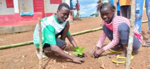 Maronka Seedlings
