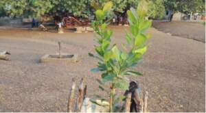 Maronka seedlings