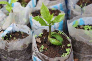 Seedlings for Maronka Primary School
