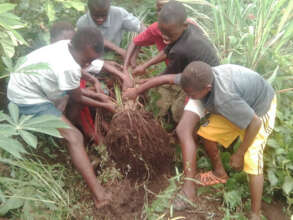 Cassava