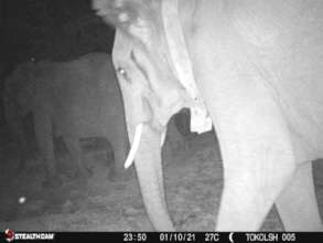 A collared elephant bull caught on camera trap