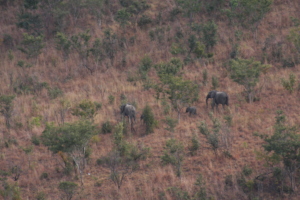 Two Elephant Cows and their Calves in Chizarira NP