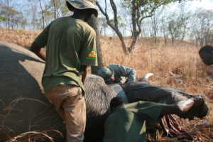 Collaring the 6th elephant for research
