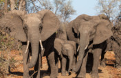Elephant research in Chizarira NP, Zimbabwe