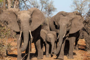 Elephant research in Chizarira NP, Zimbabwe
