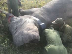 ALERT and Parks staff collaring a bull elephant