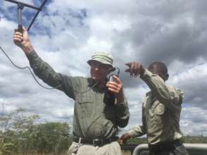 TRacking the colared elephant