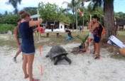 Save and Protect Turtles and Giant Tortoise's