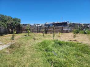 Our Trees Planted In An African Township