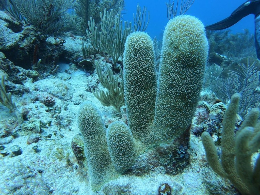 If only every reef we find was this healthy