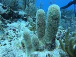 If only every reef we find was this healthy