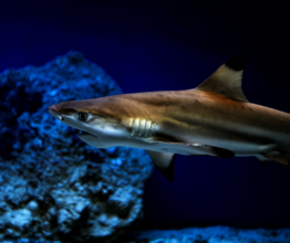 Shark Life