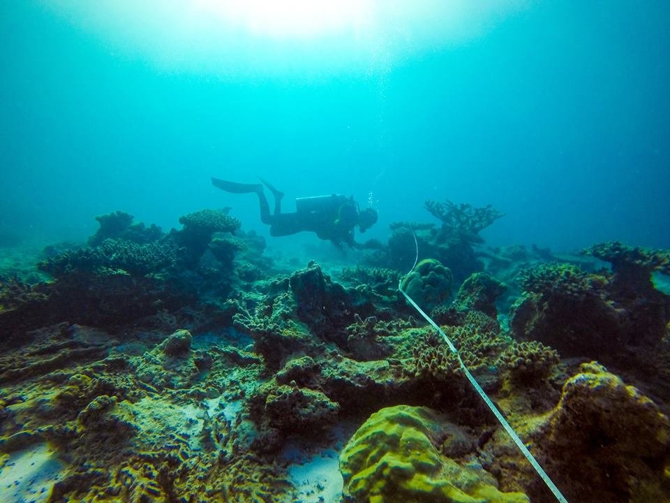 Protect Sharks from Becoming Extinct