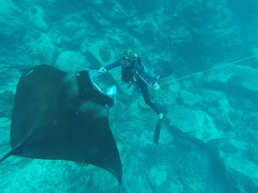 Protect Sharks from Becoming Extinct