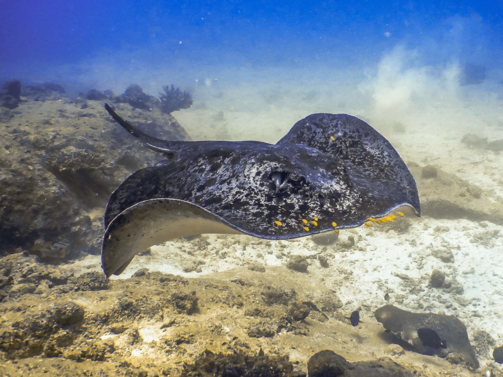 Protect Sharks from Becoming Extinct