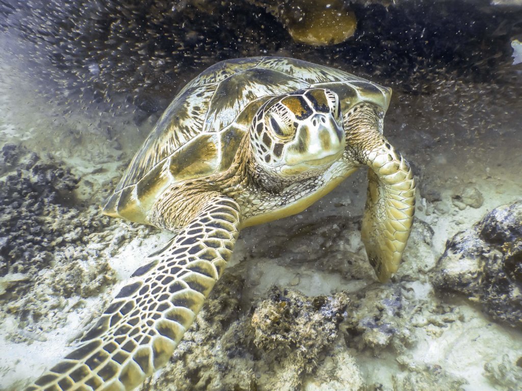 Protect Sharks from Becoming Extinct