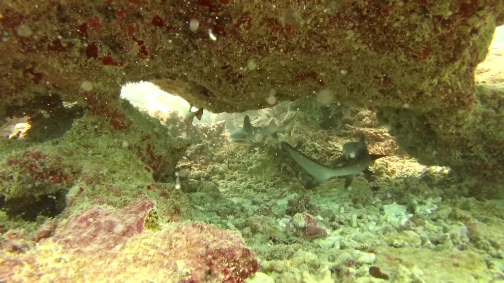 Protect Sharks from Becoming Extinct