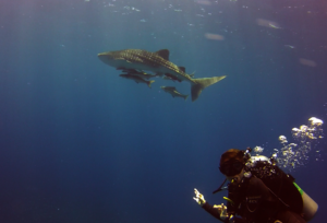whale Shark Spotted