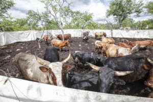 Cattle in a mobile predator-proof pen