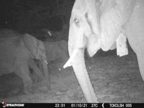 Collared elephant neat villages