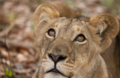 Help mitigate Human Wildlife Conflict in Zimbabwe
