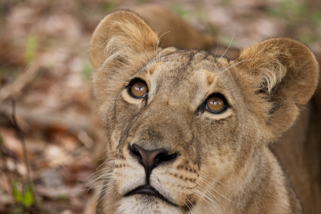 Help mitigate Human Wildlife Conflict in Zimbabwe