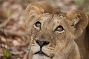 Help mitigate Human Wildlife Conflict in Zimbabwe